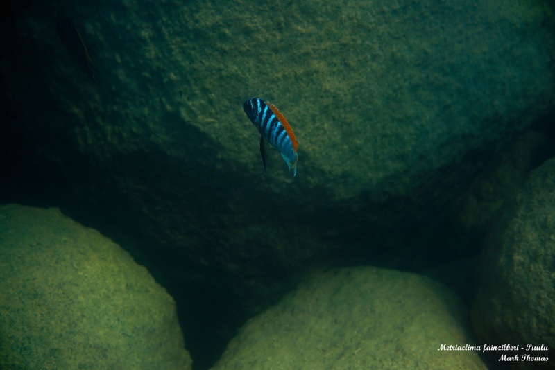 Maylandia fainzilberi 'Puulu'